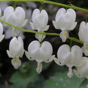 White Bleeding Heart